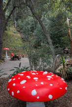 Wild Red Giant Short Mushroom