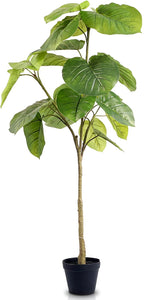 Fiddle Leaf Fig Tree