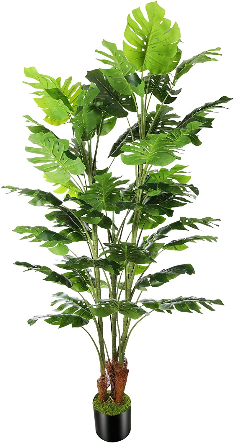 split leaf palm plant Split Leaf Palm Tree – Milla Event Rentals