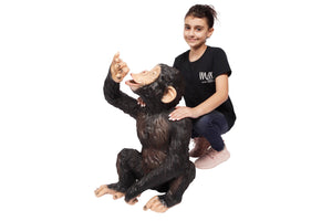 Chimpanzee